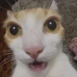surprised cat :o