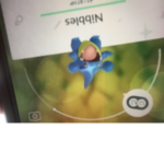 Shiny gibble group