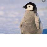 official penguin fan group