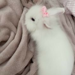 🐇