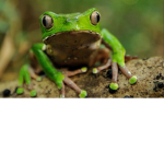 Frog freinds