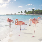 Flamingo HANG OUT