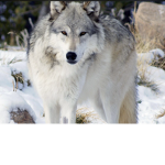 #Wolf_Club_