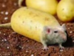 POTATO RATZZZZZZ