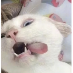 Anim3_fan