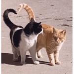 -cats<3-
