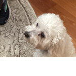 Bella ##### ### dog