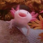 Axolotl Haven