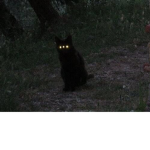 +Black Blood+