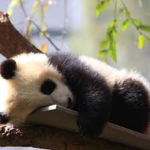Pandas are cute dumb and chuby U_U