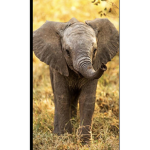 ~ elephant~