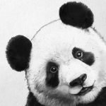 xX Panda Team Xx