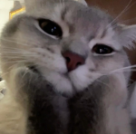 kitty slayerz