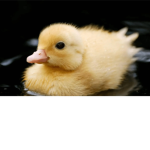 Duck dude’s