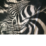 I am a Cool Zebra