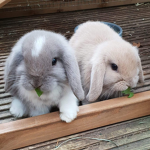Bunny books