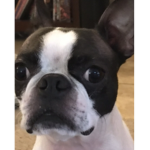 Xbox_dogs group