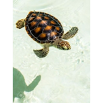 Tortugas de corazón