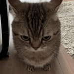 Catgruppa