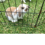 We love bunny’s