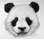 Panda sqaud for LiFe