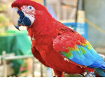 Team parrots forever