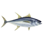 The Tuna Fish