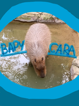 BAPYCARA