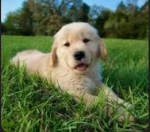 Doggsrule