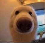 Gooby gooby