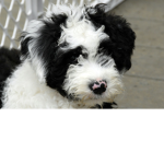 Oreo the dog