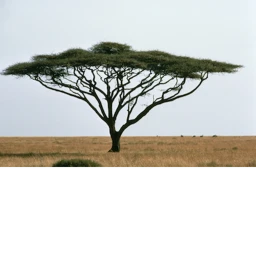 survive the killers in Africa icon