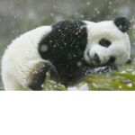 Pandas Protection Group