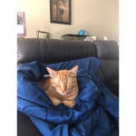 Dough cat services