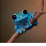 The small frog clan