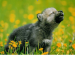 ✿wild dogs✿