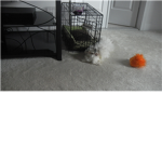 maltese