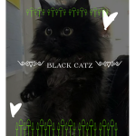 Black c@tz
