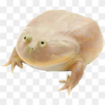 Frog mania club
