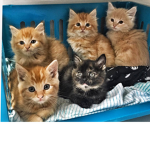 baby kittens are the best