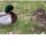 Ducky??
