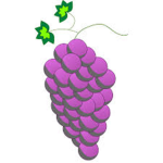 Purple Grape