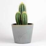 The Official Cactus Man Cult