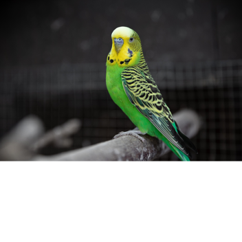 Budgie obby