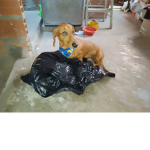 el club de los gatos y perros