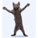DancingClan