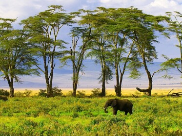  🐘 elephant simulator 🐘
