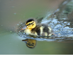 Fitbit ugly duckling pond