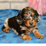 DOGGY PUPPY TEAM