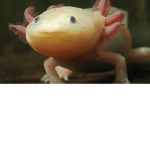 Axolotl's Ocean